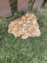 Desarmillaria