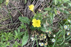 Oenothera biennis