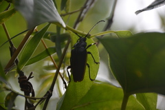 Solenoptera