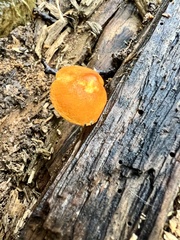 Pluteus aurantiorugosus