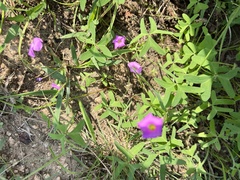Oxalis drummondii