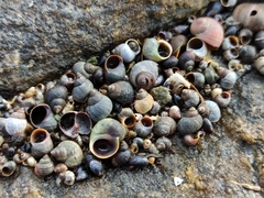 Littorina