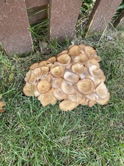 Desarmillaria