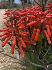 Aloe