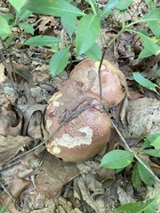 Aureoboletus russellii