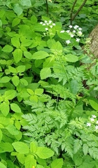 Anthriscus sylvestris