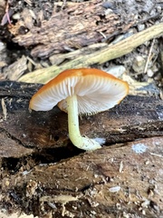 Pluteus aurantiorugosus