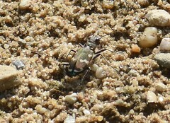 Cicindela hybrida