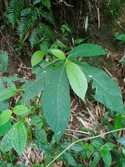 Saurauia
