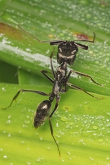 Odontomachus haematodus