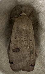 Abagrotis alternata
