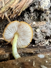 Pluteus aurantiorugosus