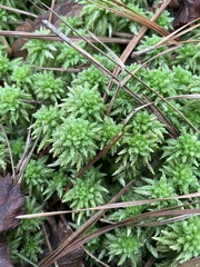 Sphagnum