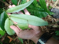 Diplazium bantamense