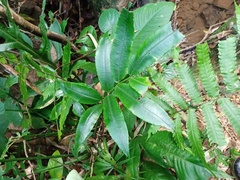 Diplazium bantamense