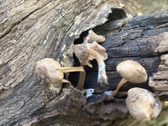 Pluteus longistriatus