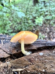 Pluteus aurantiorugosus
