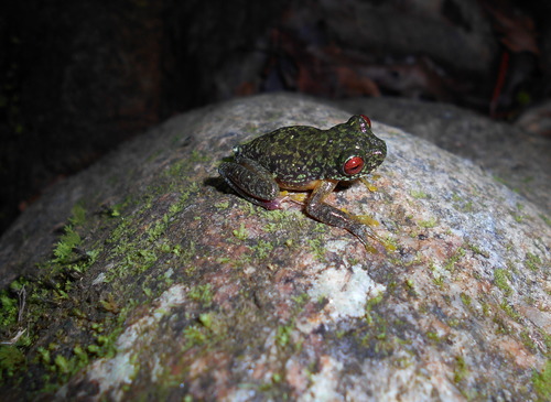 Duellmanohyla soralia
