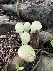Agaricus xanthodermus