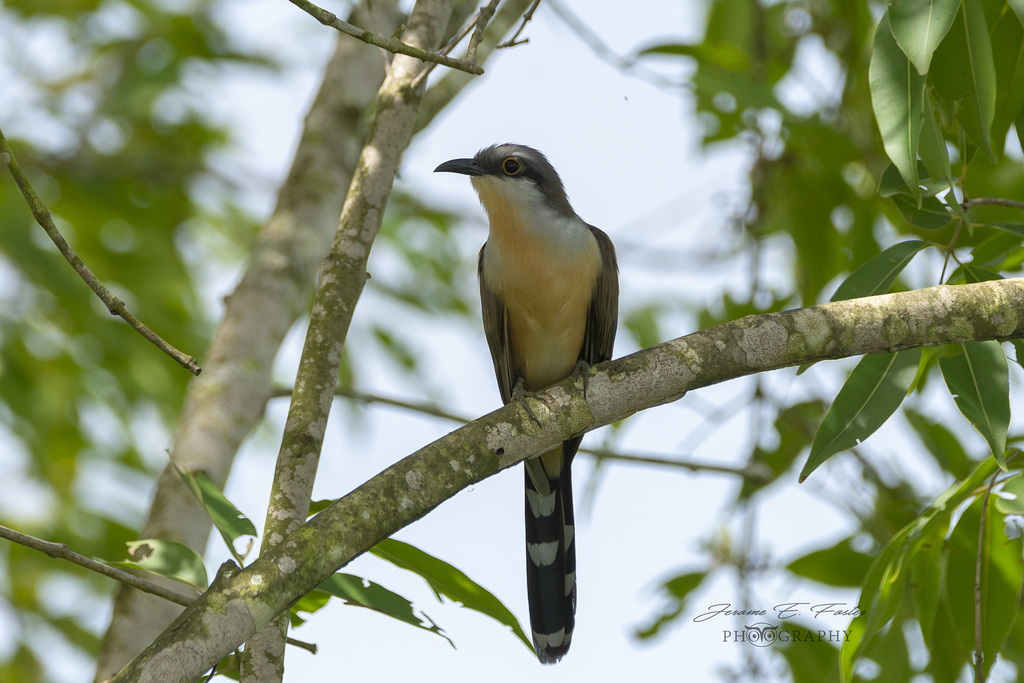 Coccyzus Cuckoos