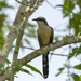 Coccyzus Cuckoos - Photo (c) Jerome Foster, some rights reserved (CC BY-NC-ND), uploaded by Jerome Foster
