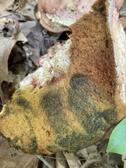 Aureoboletus russellii