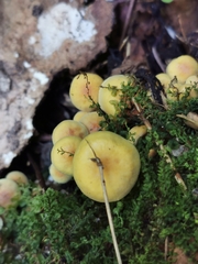 Hypholoma fasciculare