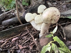 Agaricus xanthodermus