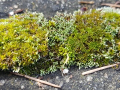 Tortula muralis