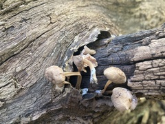 Pluteus longistriatus