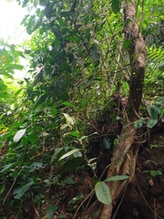 Ficus asperiuscula