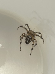 Araneus diadematus