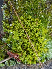 Tortula muralis