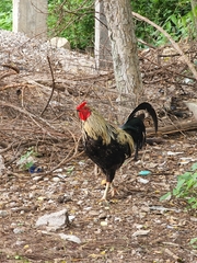 Gallus gallus domesticus