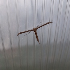 Pterophorinae
