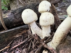 Agaricus xanthodermus