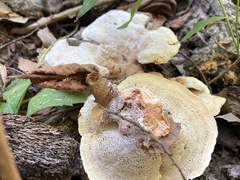 Xanthoporus peckianus