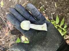 Agaricus xanthodermus