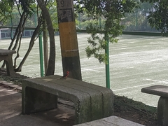 Pyrocephalus rubinus