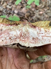 Aureoboletus russellii