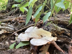 Xanthoporus peckianus