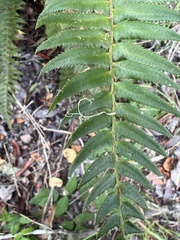 Polystichum imbricans