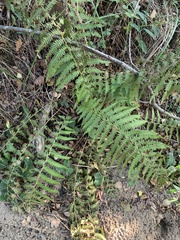 Dryopteris filix-mas