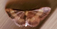 Idaea demissaria