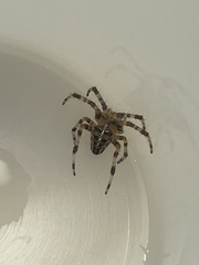 Araneus diadematus