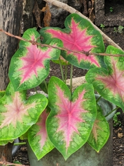 Caladium bicolor