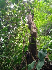 Ficus asperiuscula