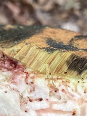 Aureoboletus russellii