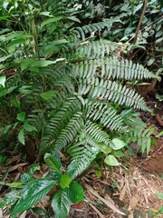 Diplazium polypodioides