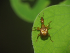 Attelabidae